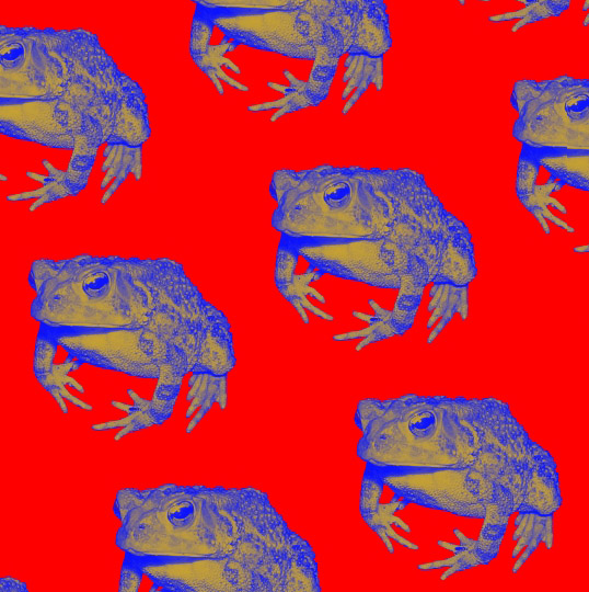 weird toad 03.jpg