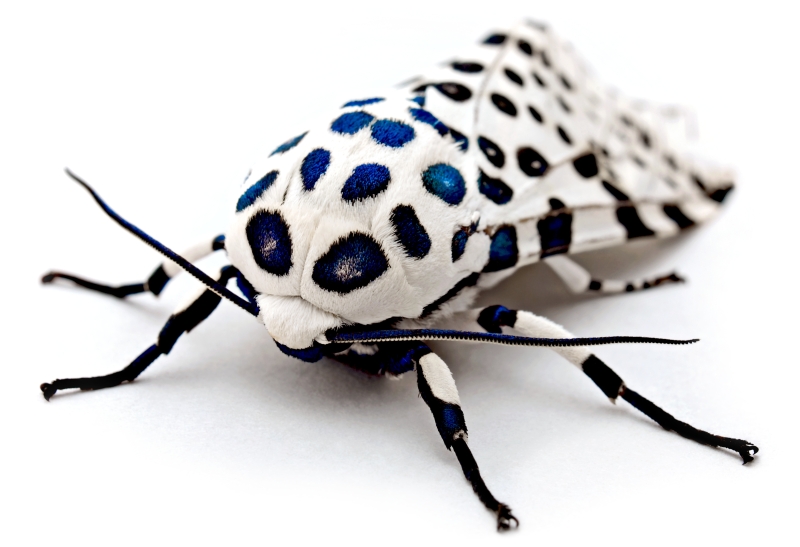 LeopardMothBlueSpots_edit2_800x547.jpg