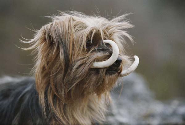 Yorkmouth (or yorkmoth in english), actual picture (20.000 BC approximately).... Dozen of yorkmouths used to hunt in packs to attack mamoth and sabre-tiger in scottish highlands....