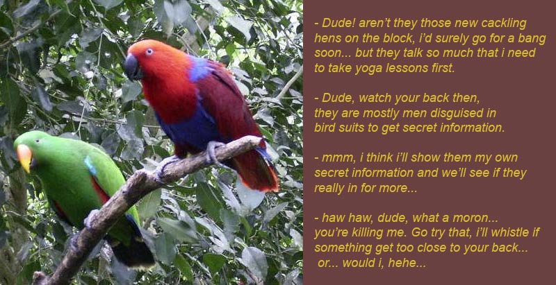 2 parrots on a branch....